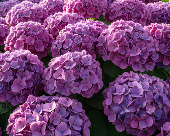 Ortensia Hydrangea Macrophylla Amor Bleu