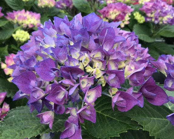 Ortensia Hydrangea Macrophylla Anda Bleu
