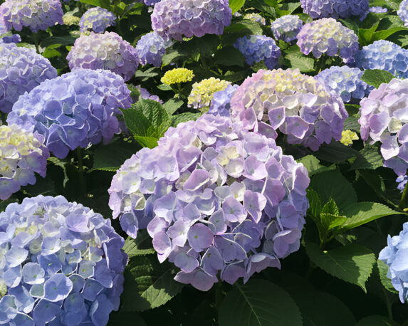 Ortensia Hydrangea Macrophylla Bela Bleu