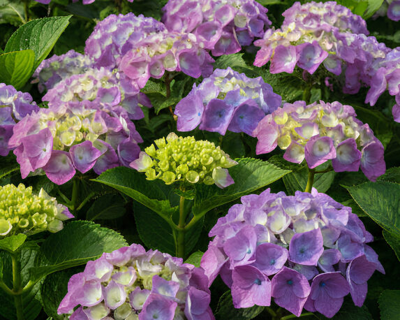 Ortensia Hydrangea Macrophylla Berlin Bleu