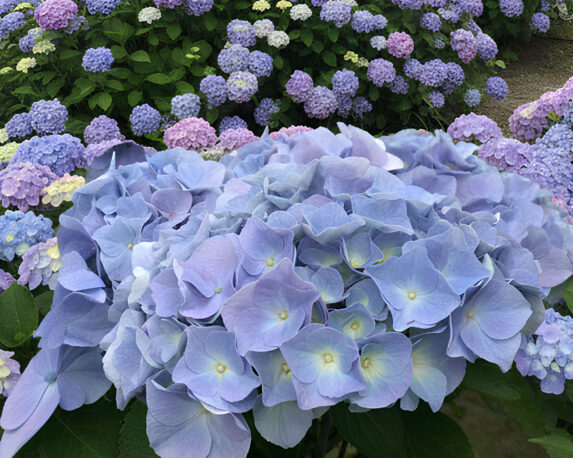 Ortensia Hydrangea Macrophylla Bodensee Bleu