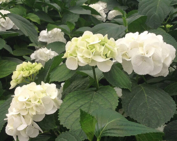 Ortensia Hydrangea Macrophylla Schneeball