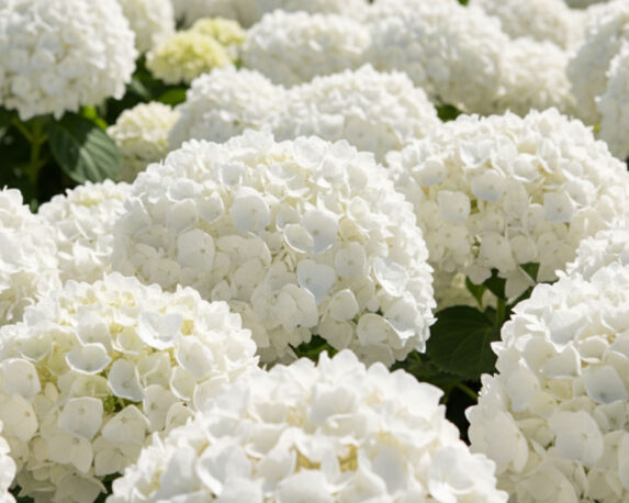 Ortensia Hydrangea Macrophylla Wudu