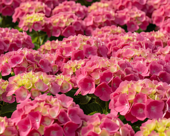 Ortensia Hydrangea Macrophylla Rosita