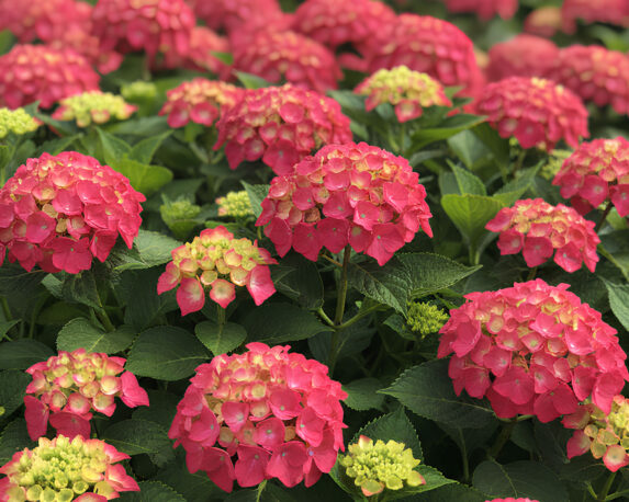 Ortensia Hydrangea Macrophylla Red Angel