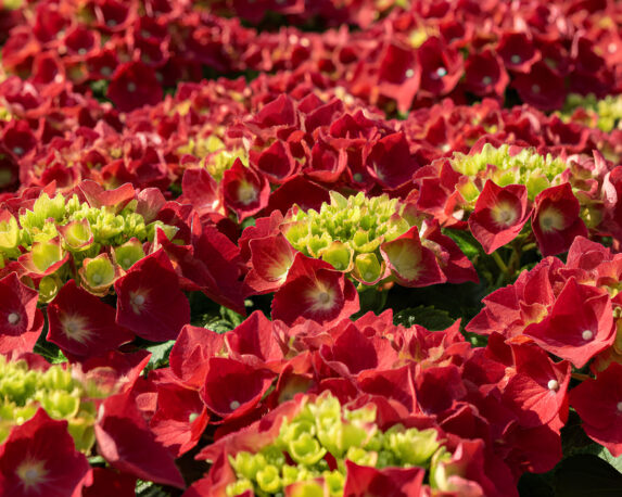 Ortensia Hydrangea Macrophylla Royal Red Rouge