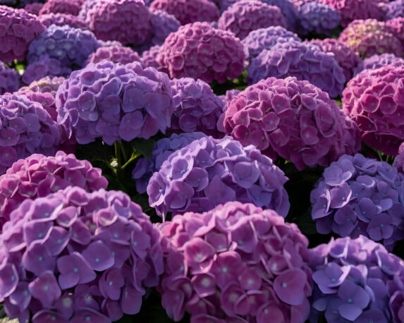 Ortensia Hydrangea Macrophylla R. Bric a Brac Lilas