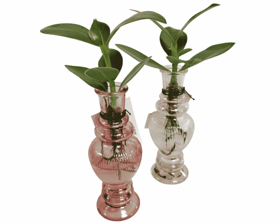 Pianta Verde Idroponica Mix con Supporto in Vetro