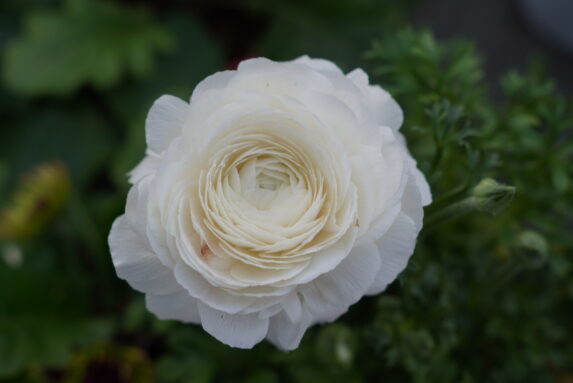 Pianta del mese di Febbraio: Ranuncolo 🌸