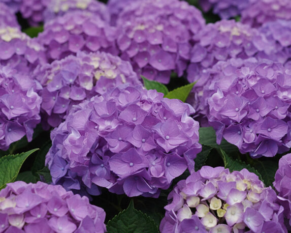 Ortensia Hydrangea Macrophylla Ningbo Lilas