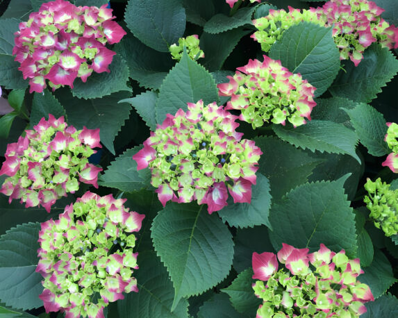 Ortensia Hydrangea Macrophylla Royal Red Lilas