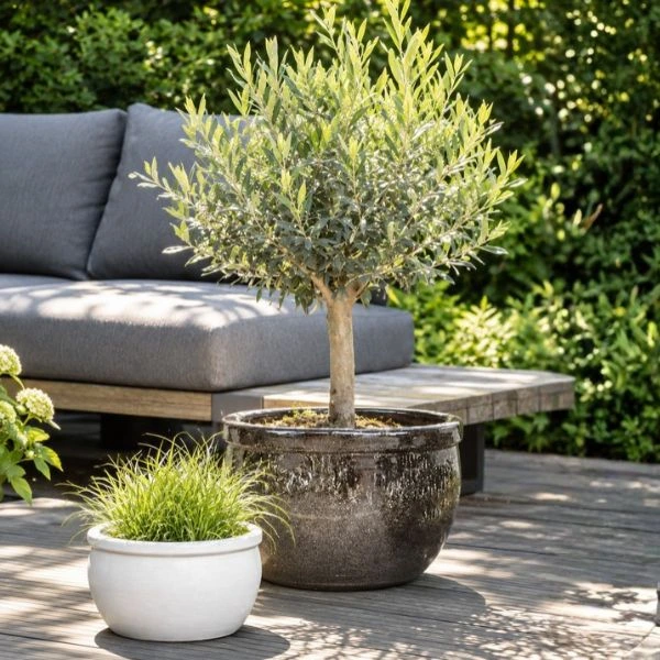 Vaso Rotondo Bordato Glazed Bavaria di Mega Collections. Su Floral Garden: in terracotta smaltata con foro di drenaggio, in 2 colori e 3 misure!