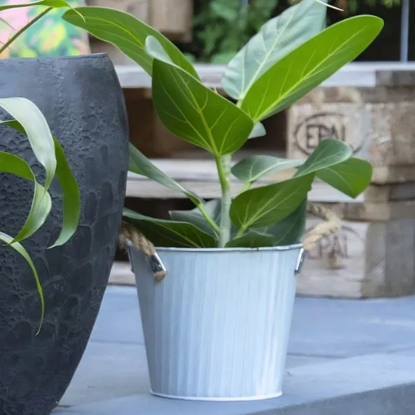 Vaso Cachepot BobRopeOld in metallo zincato con manici in corda. Su Floral Garden: esclusivo stile rustico senza foro D17,5 cm per piante interne!